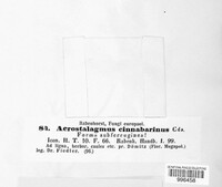 Acrostalagmus luteoalbus image